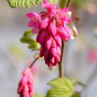 2120_4130048 Blut-Johannisbeere, Zierstrauch im Stadtpark. | Fruehlingsfotos aus der Hansestadt Hamburg; Vol. 2